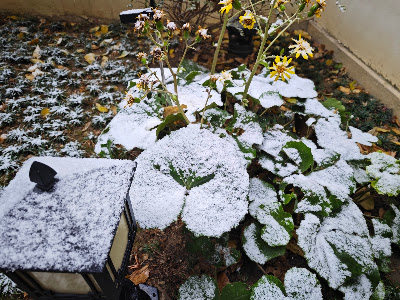 【詩詞創作】初雪之一